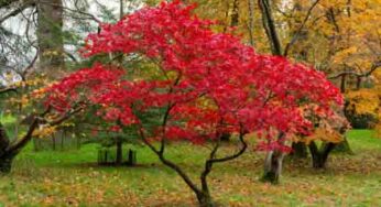 Japanese Maple – Captivating Journey into Nature’s Artistry