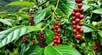 Geisha Coffee: A Symphony of Flavor and Aroma