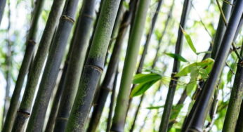 Rare Occurrence: Black Bamboo Bloom Once in 120 Years