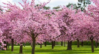 Exploring Tokyo’s Shinjuku Gyoen: For Cherry Blossom Event