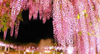 Enchanting Wisteria Festival at Ashikaga Flower Park in 2024