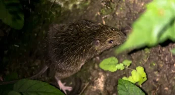 Shining the Spotlight on the Amami Spiny Rat