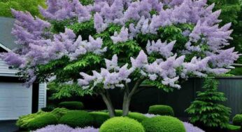 Japanese Lilac Tree: A Fragrant Addition to Your Garden