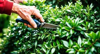 Caring for Japanese Holly: Tips and Techniques