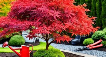 Dwarf Japanese Maple: A Guide to Growing and Caring