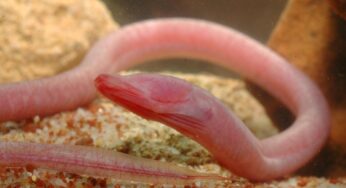 Endangered Eels Discovered in Dotonbori