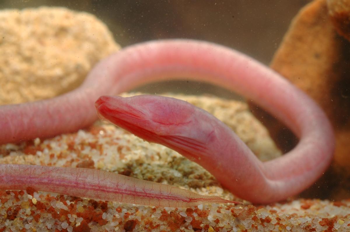 Endangered Eels