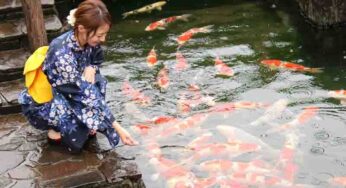 Nishikigoi: The Art and Beauty of Ornamental Koi Fish